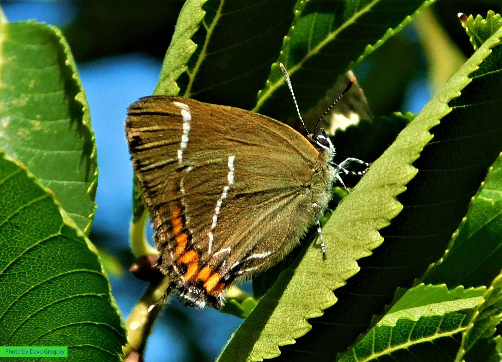 White-letter Hairstreak butterfly