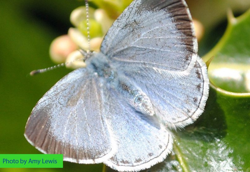 Holly blue butterfly