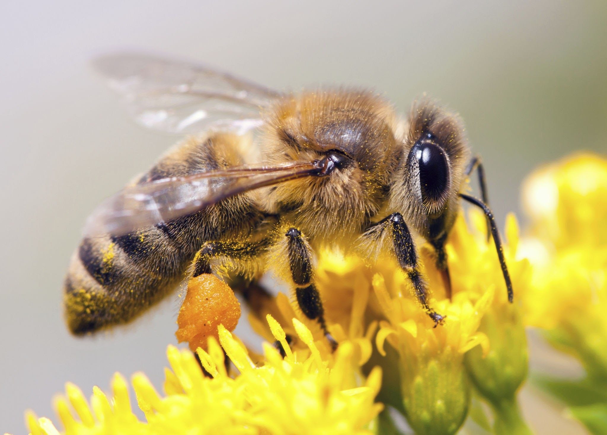 Honeybee