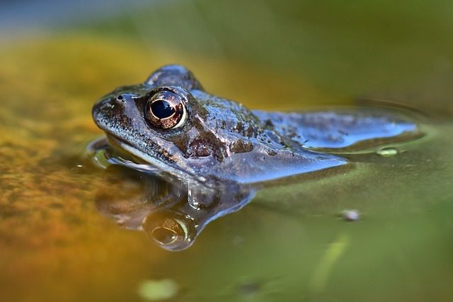 Common frog